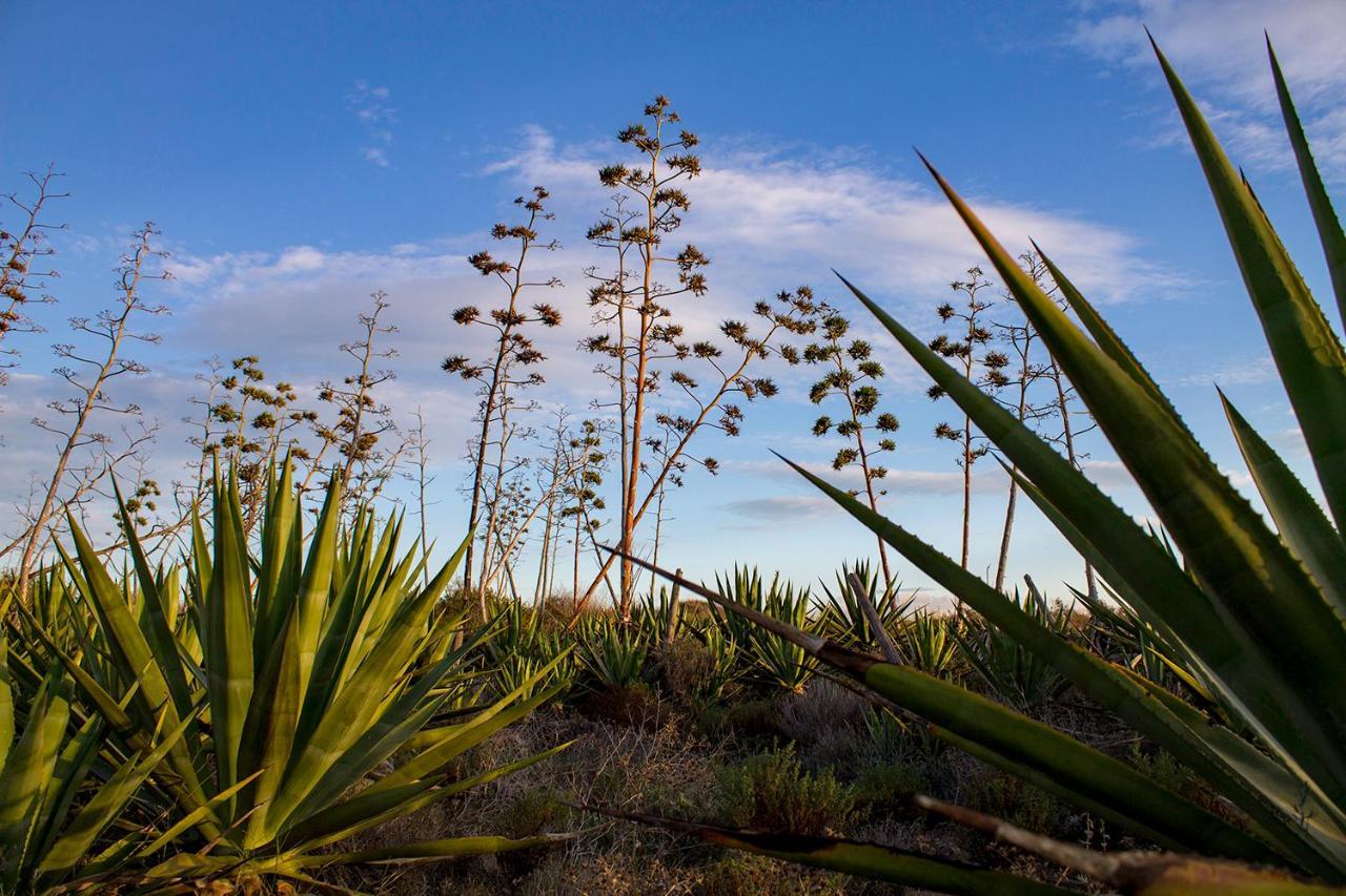 La Palmera. El amanecer en el Parque Natural Agua Amarga  Exterior foto